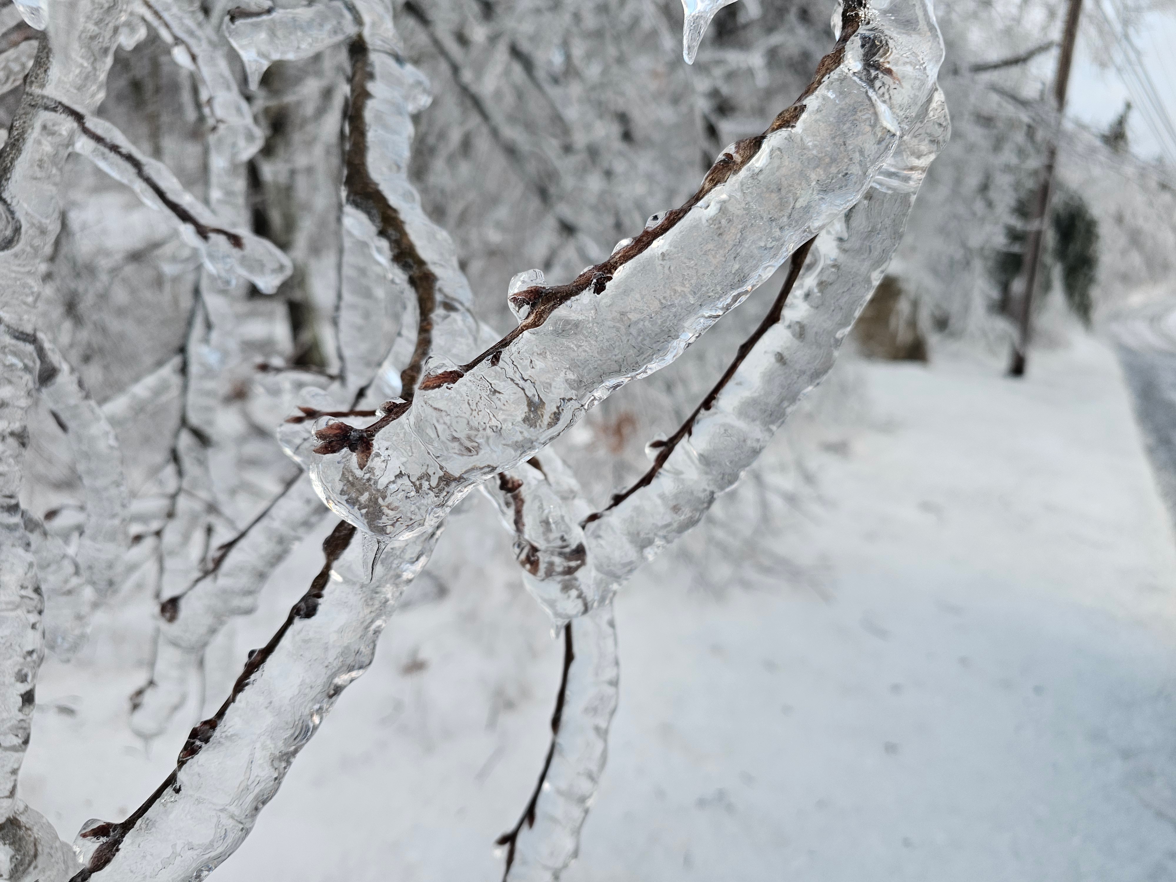 Freezing rain on trees at High Point State Park on the morning of the 17th.
