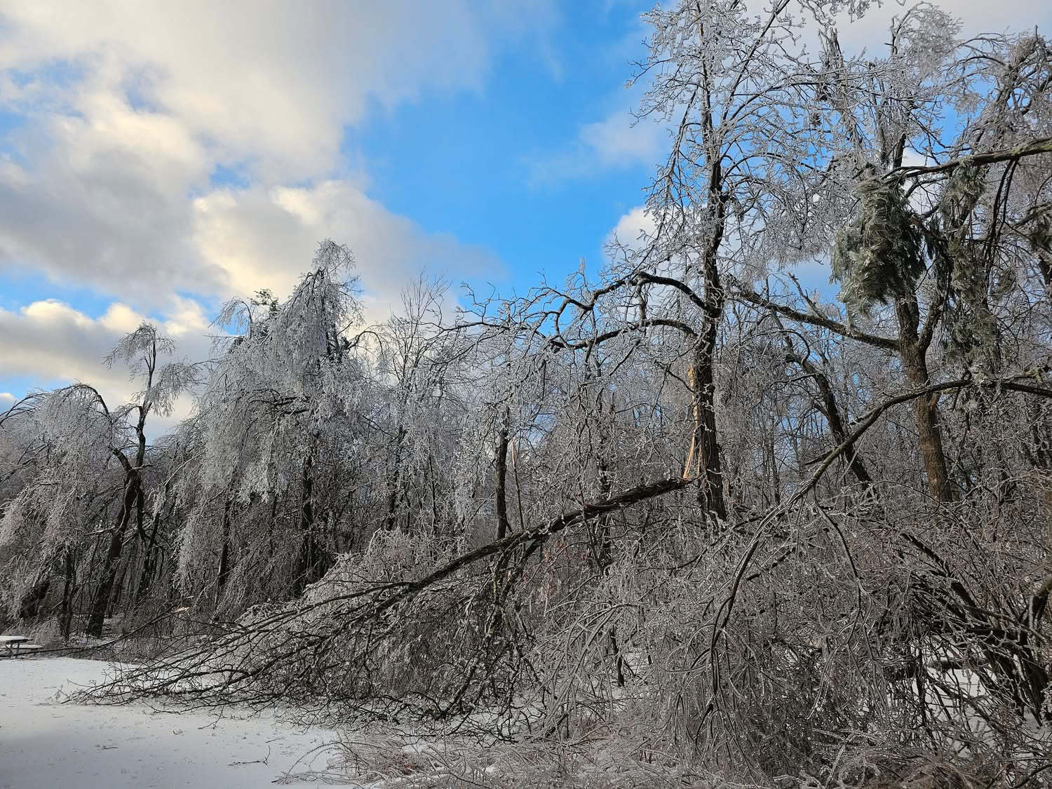 Freezing rain-induced tree damage at High Point State Park on the morning of the 17th.