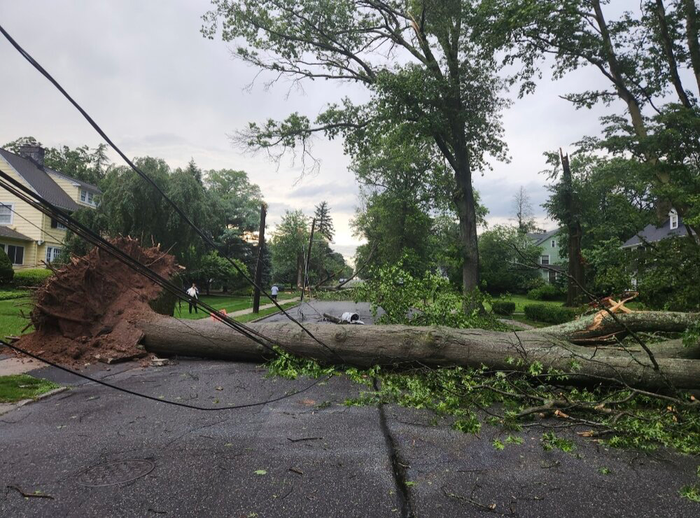 A large uprooted tree toppled by strong winds in Plainfield on July 3rd.